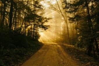 a tree lined curved path with the sun shining through the tree at the end