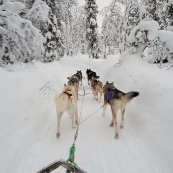 A pack of dogs leading a dog sled on a path through snow covered evergreen trees