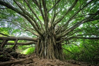 A massive tree with sprawling roots and branches, symbolizing the broad reach of a generalist compared to the focused depth of a specialist.